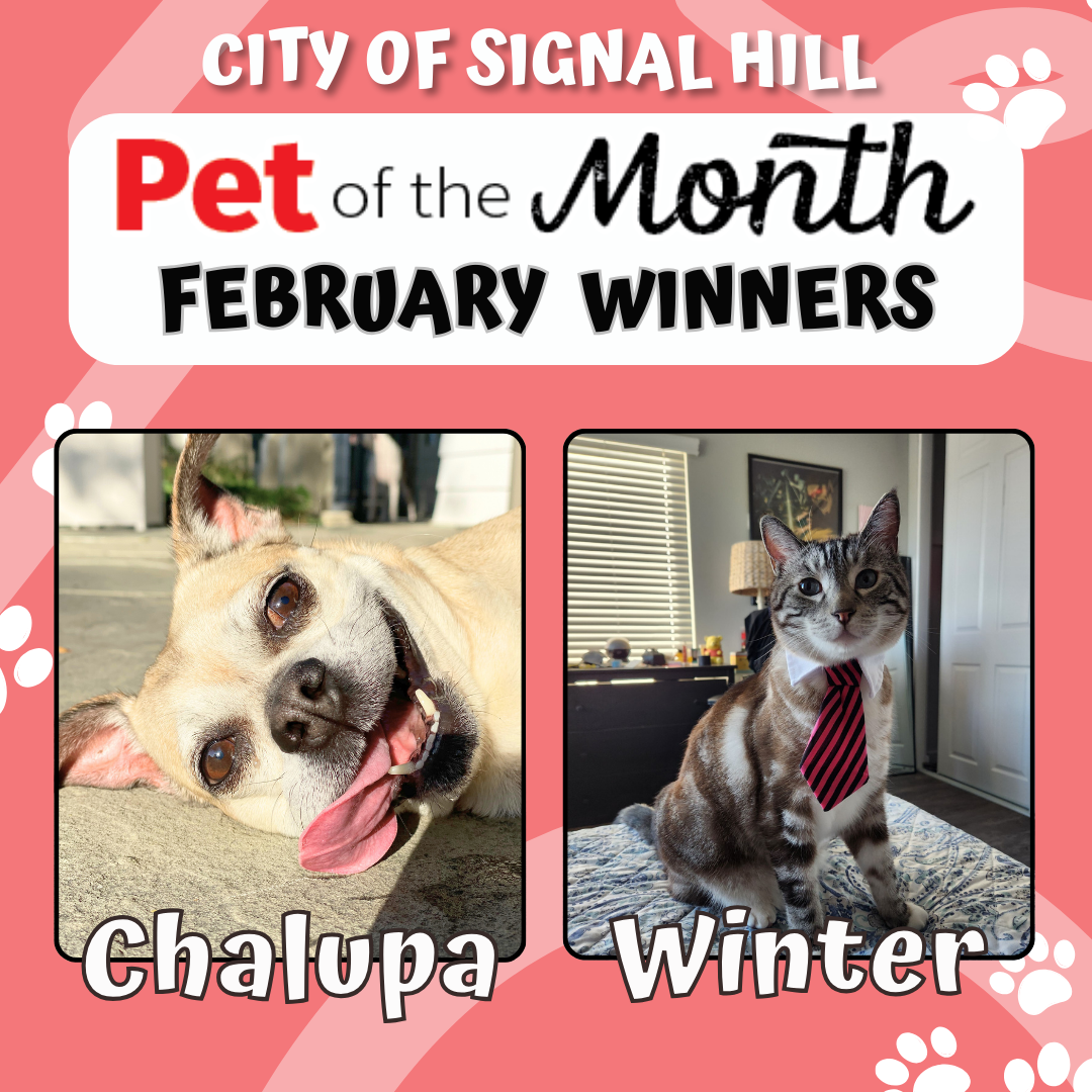 Pet of the Month - February